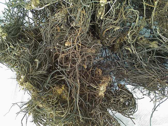 中药材威灵仙图片中药材威灵仙价格