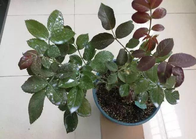 盆里倒一瓶牛奶，虫子全赶跑，叶子油绿发亮还茂盛！