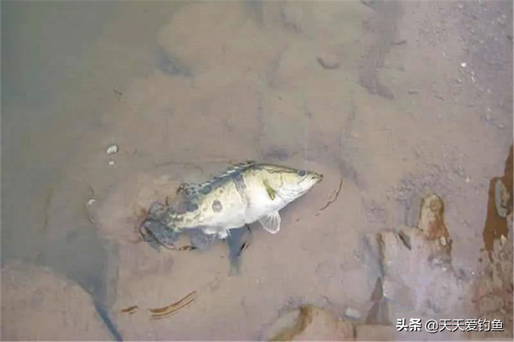 桂魚怎么釣,桂魚怎么釣用什么餌料