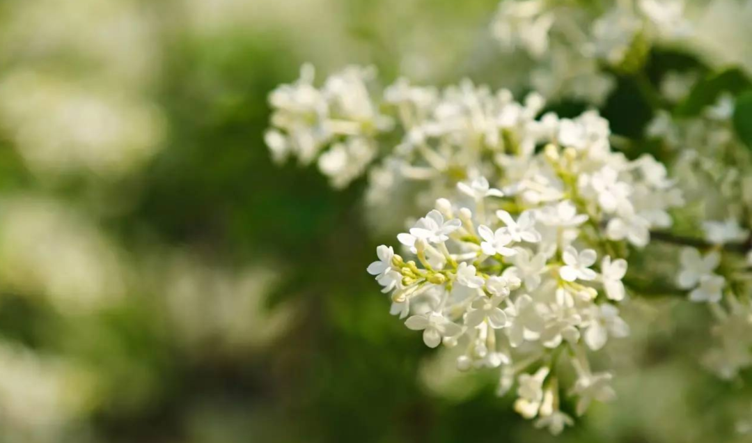 丁香花什么颜色(丁香花开满城香，十首丁香花的古诗词，绽满枝头，如霞如烟)