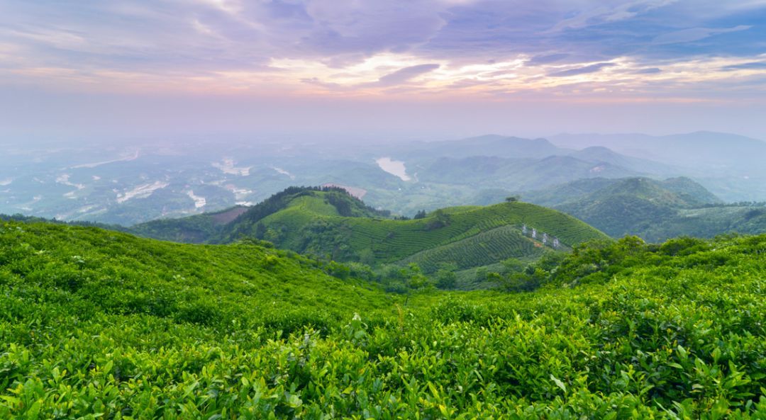 關於春茶的優美句子