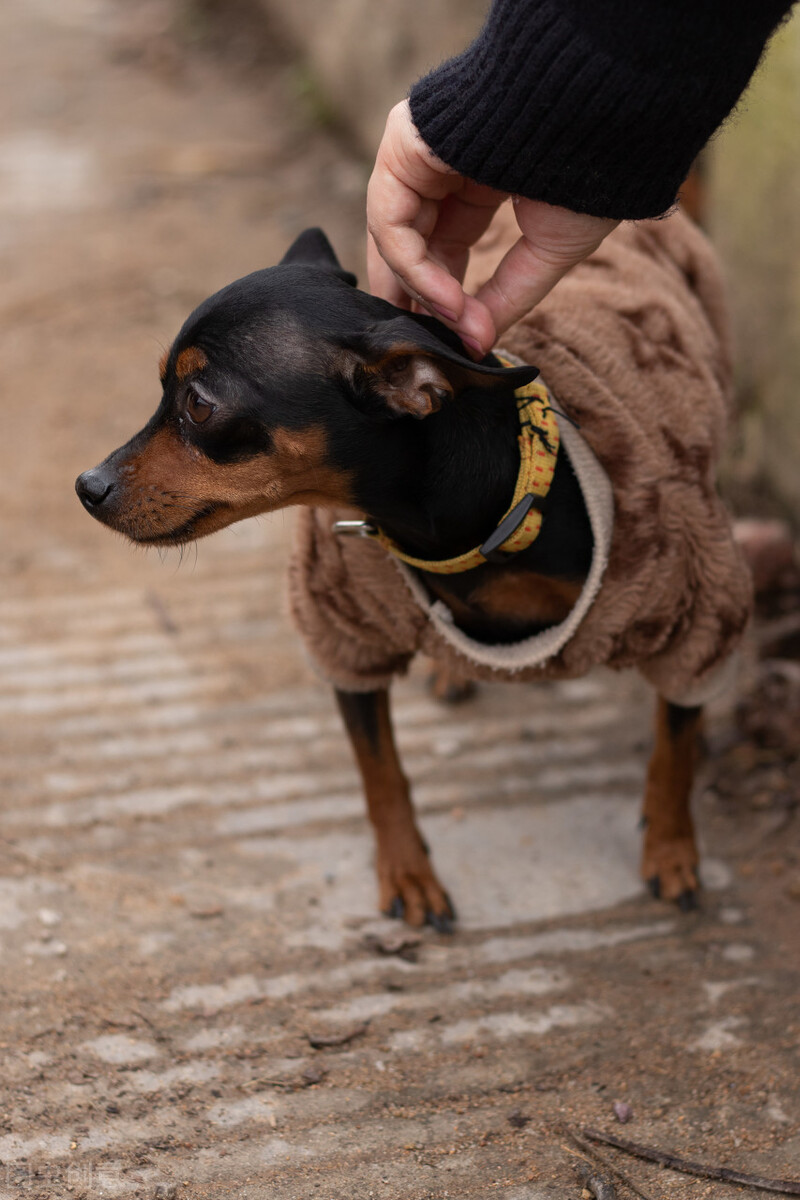 如何训练小鹿犬（小鹿犬的优缺点与训练方法）