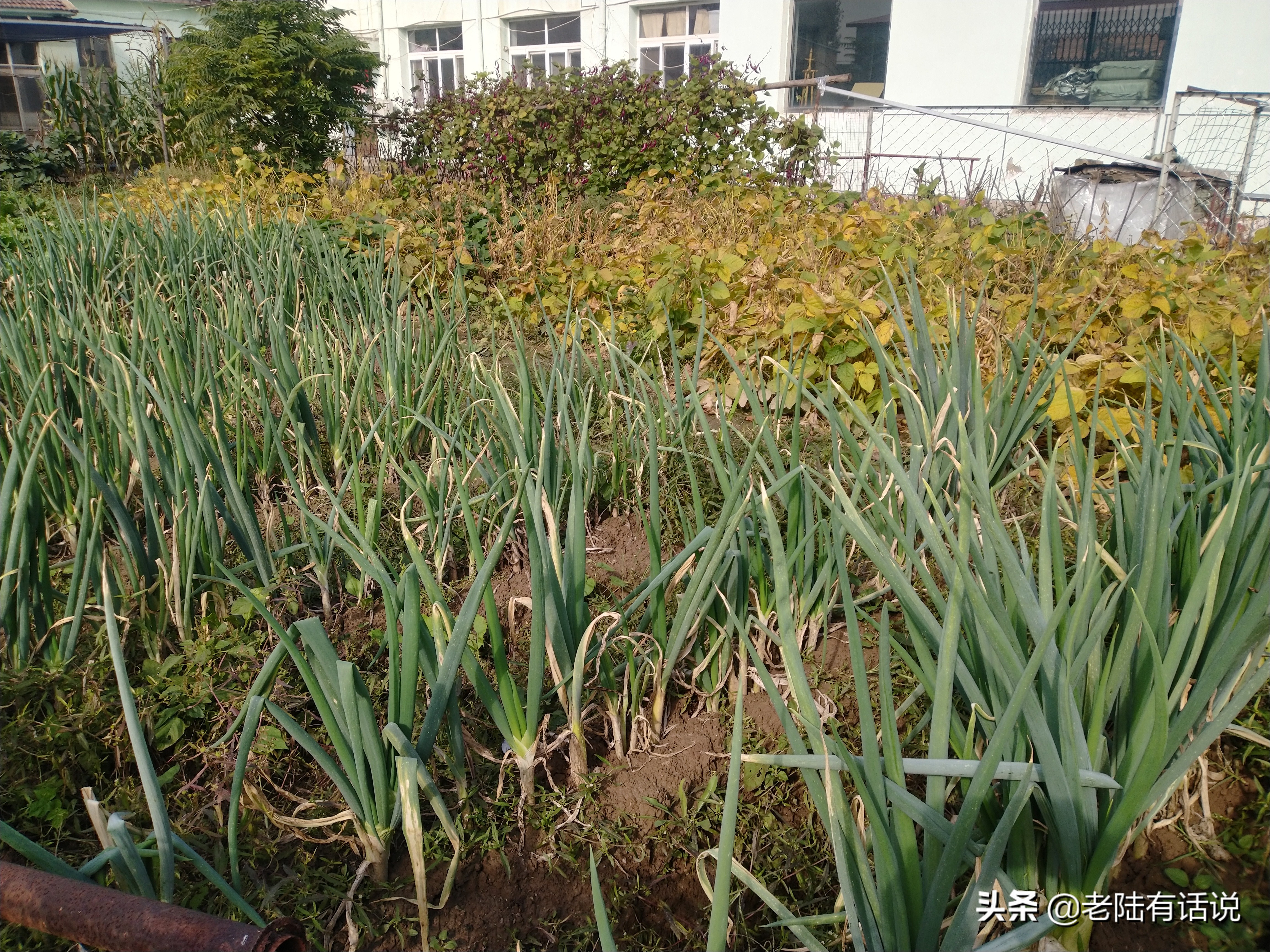 学校小菜园创意名字（我的城市小菜园）