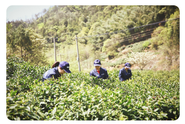 47款黄山毛峰对比测评，这款口感鲜爽，回味甘甜