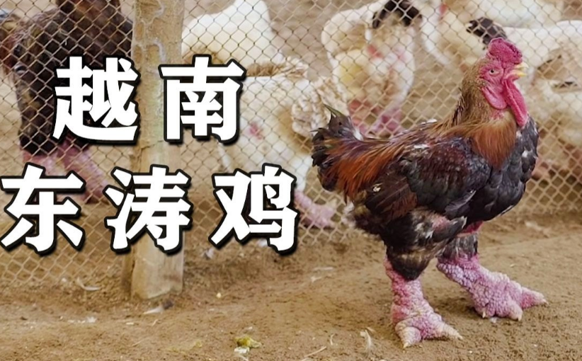 越南“天价鸡”，鸡爪堪比胳膊，一只能卖上万元，东涛鸡你见过吗