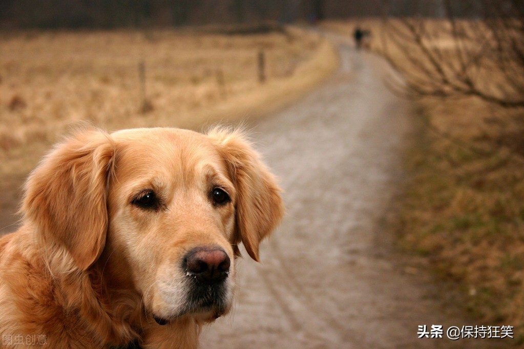 世界十大最忠诚的狗综合指数排名 中华田园犬高居前三名