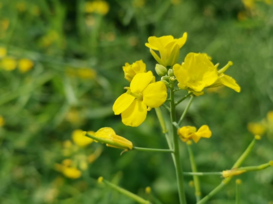 浓烈芬芳  春风十里赏花路  徜徉在广州海珠湿地的花海之中