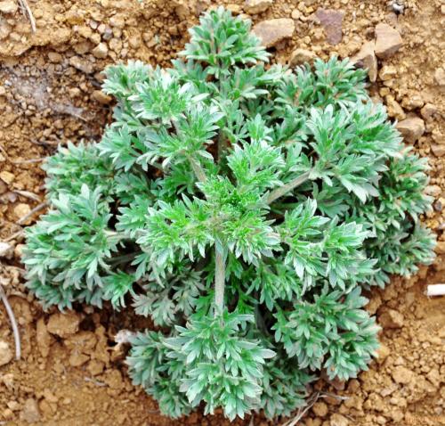 田间地头可以吃野菜图片(农村田间常见的草药)