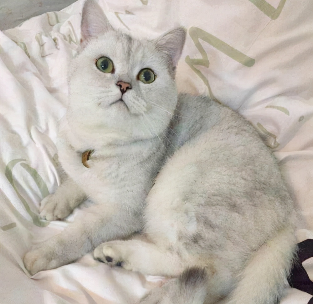 养英短猫的6大好处，没有骗你养猫，养了才知道多“好”