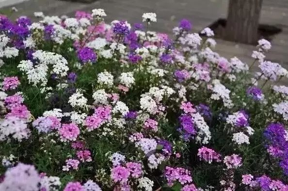 地中海荚蒾简介（做花境设计常用的60种植物介绍）