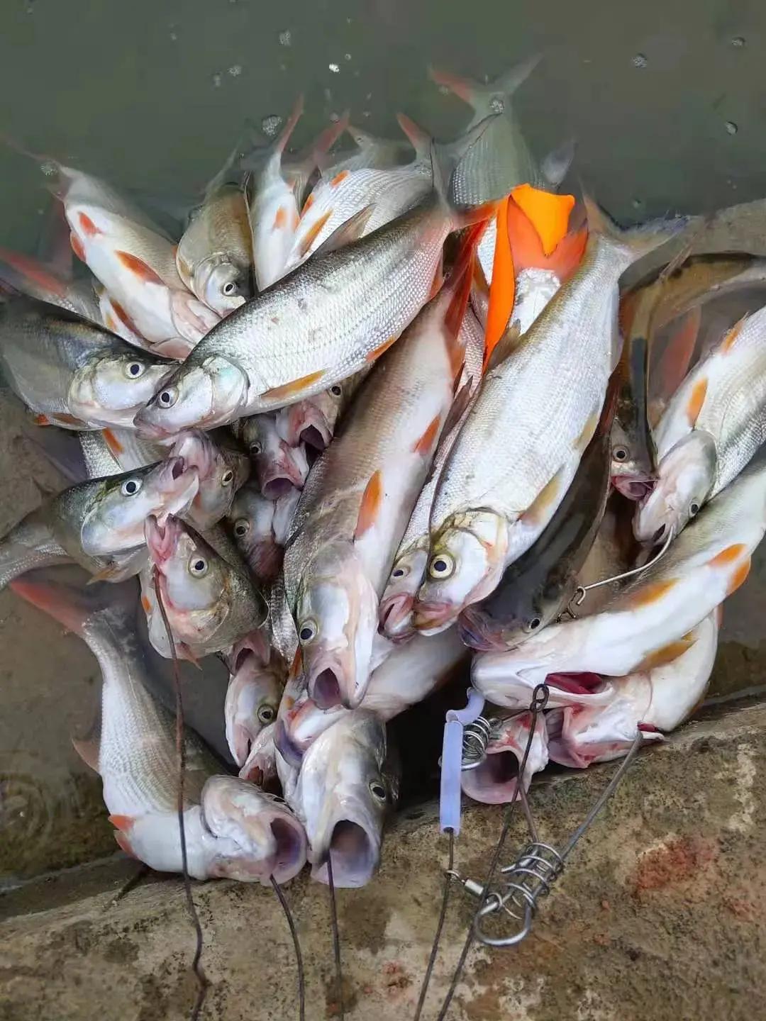 贵州清水江红尾鱼泛滥,有人半天钓了几十斤,红尾多了危害很大?