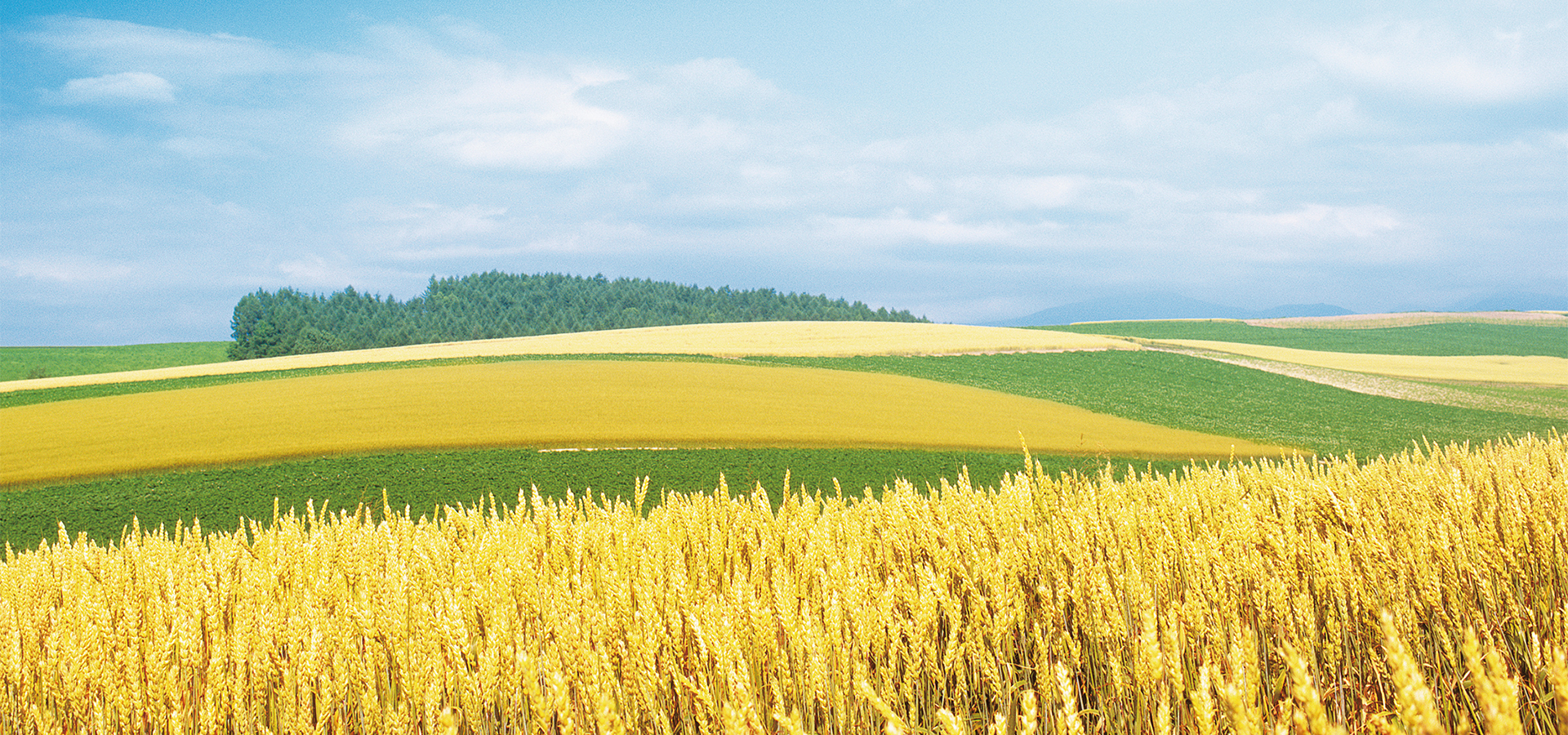 《麦田里的守望者》:书中的守望者是谁?读者:这个守望者叫善良
