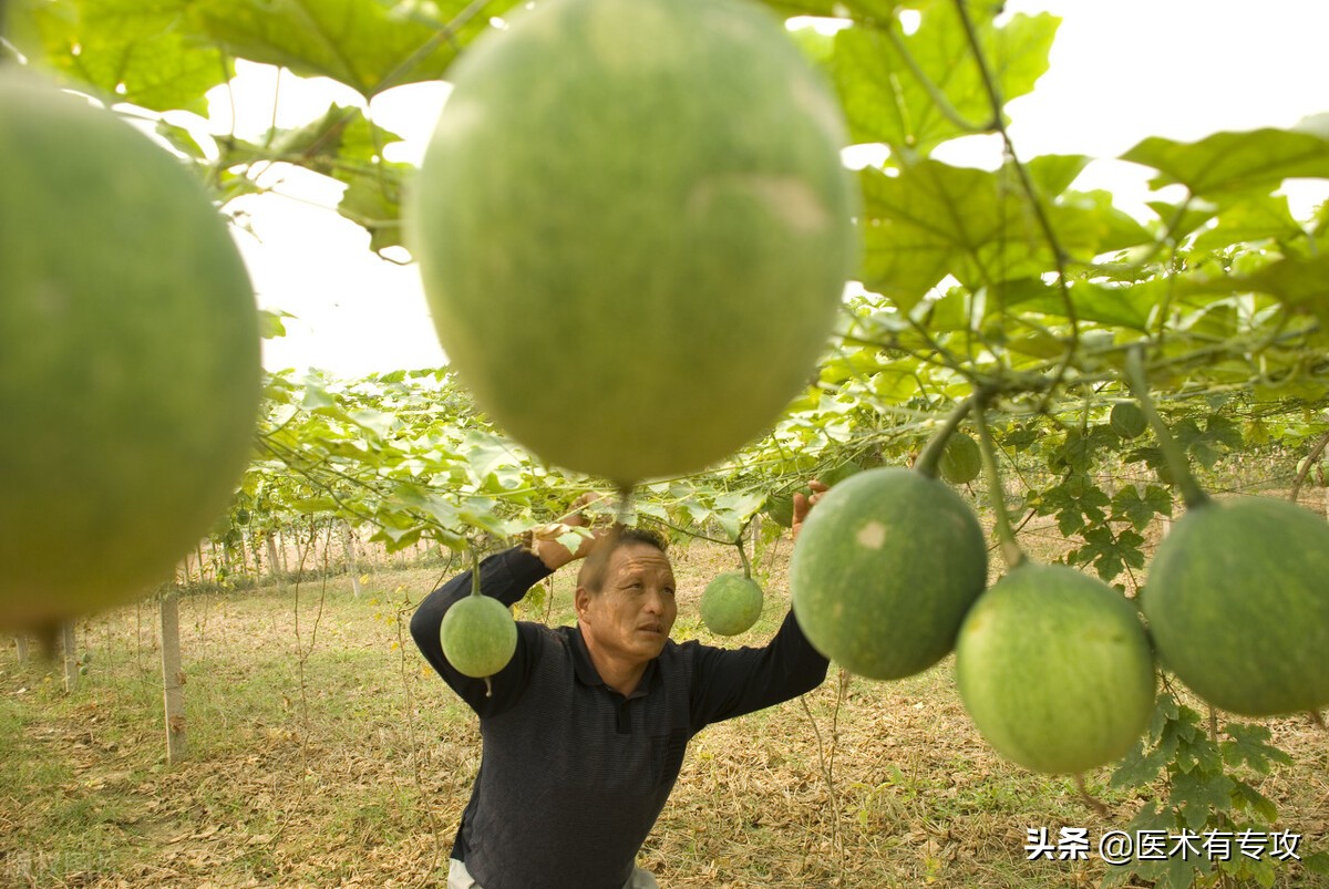 每天認識一味中藥一一天花粉 天天看點