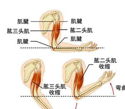 人到中年手臂松松软软？练好这个动作，紧致胳膊告别蝴蝶臂