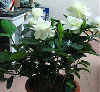 养栀子花，选对“品种”，花开300天，仙气飘飘，花香四溢！