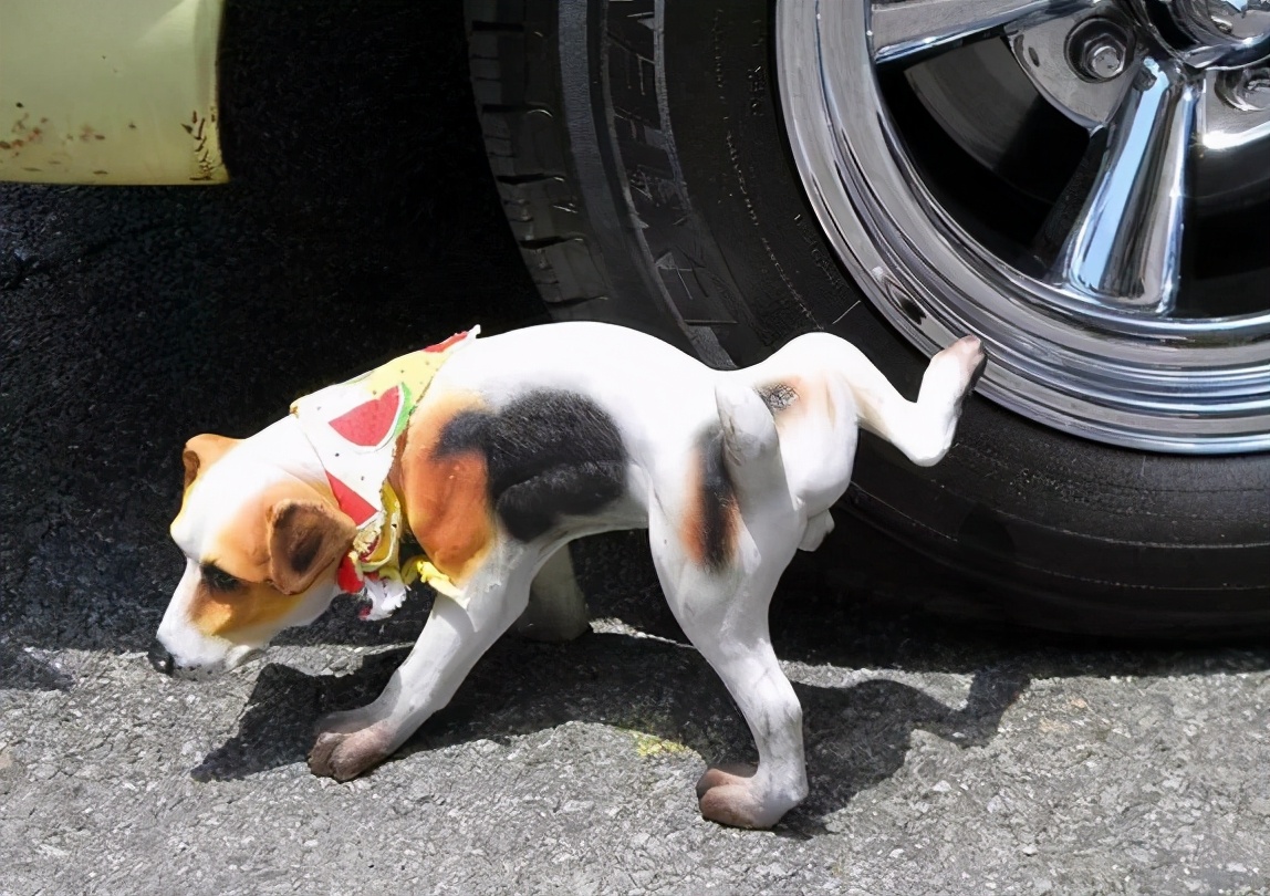 婴儿小便黄是怎么回事(狗狗尿黄的原因) - 乐宝宝贝