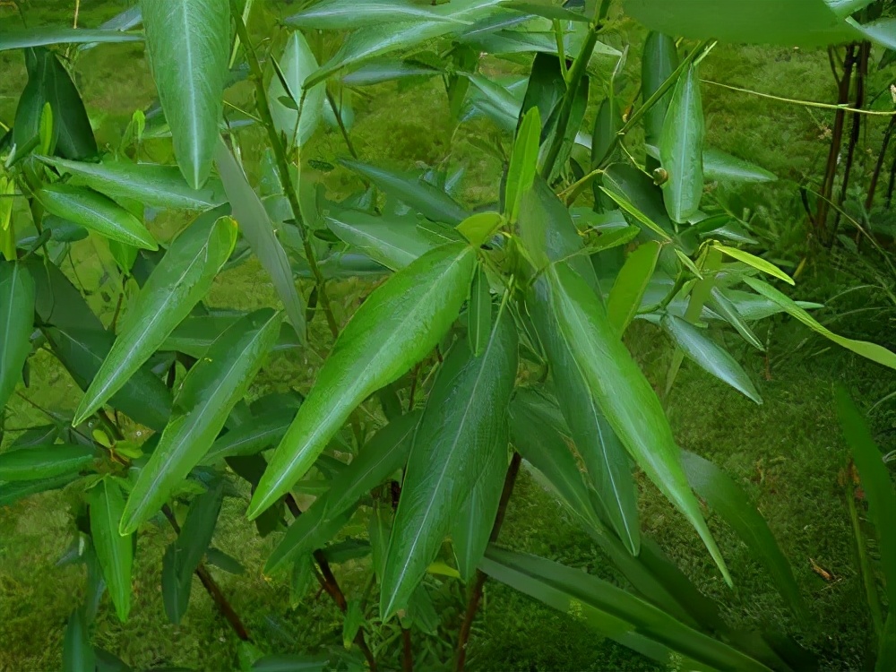 生物多样性 | 原本山川，极命草木