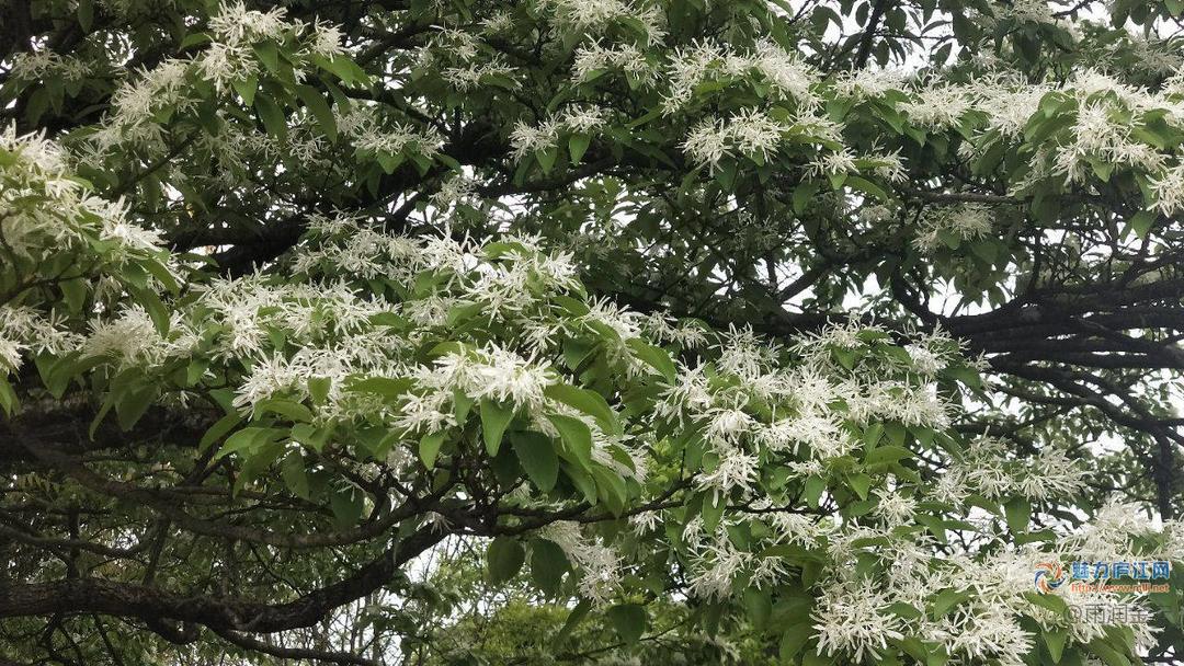 春来发几枝，又见流苏花