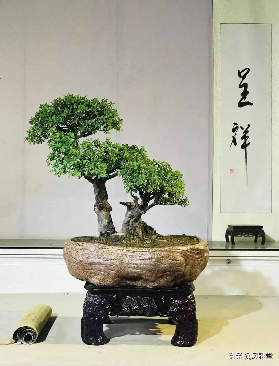 雀梅盆景图片 直杆雀梅盆景怎么造型 - 汽车时代网