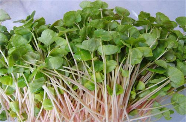 圆子荞等都可用于芽菜的生产,目前生产上使用较多的品种是山西荞麦