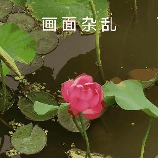 拍的荷花太普通？教你手机后期调出“高级橙”｜秒变美