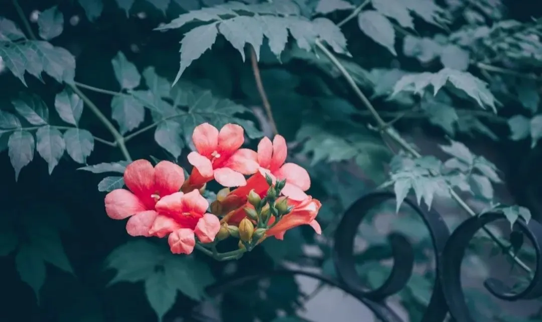 六月：心怀阳光，微笑前行