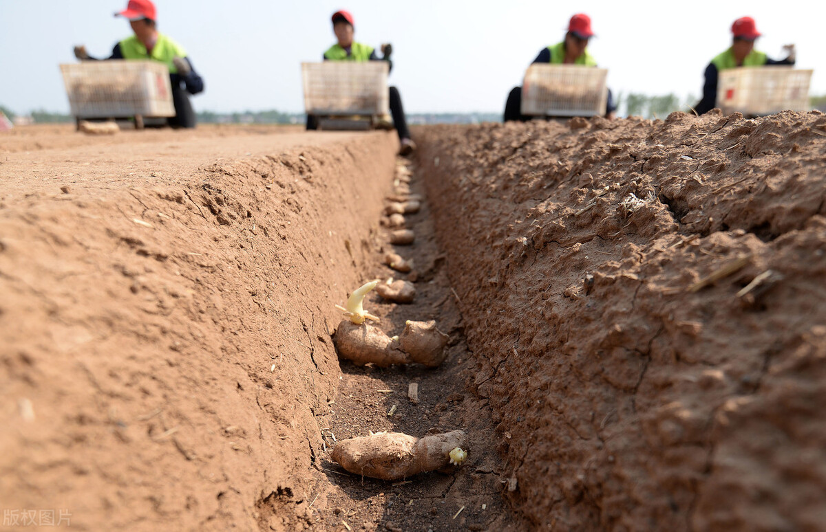 生姜的种植技巧