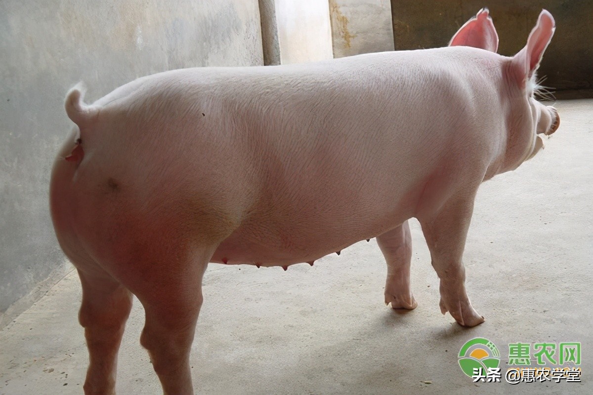 今日生猪价格多少钱一斤？2021年3月23日生猪价格最新行情