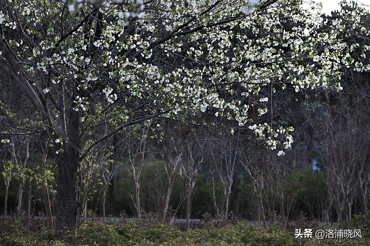 日本樱花文化（内涵揭秘日本樱花文化背后的冷知识）