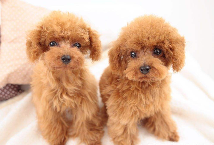 小房子也能养狗，这6种小型犬，占地不大而且还忠诚