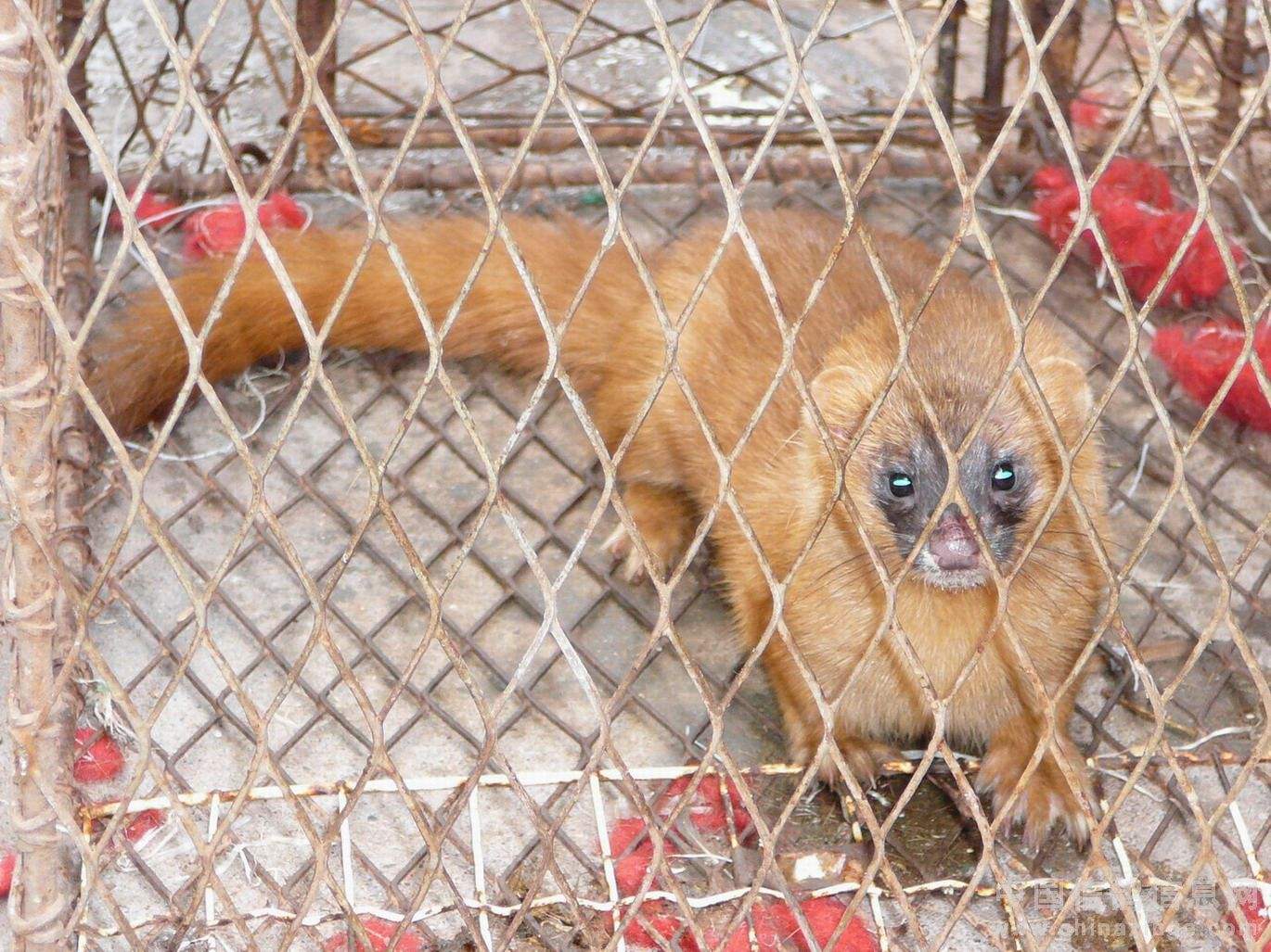 黄仙与信鸽（六）