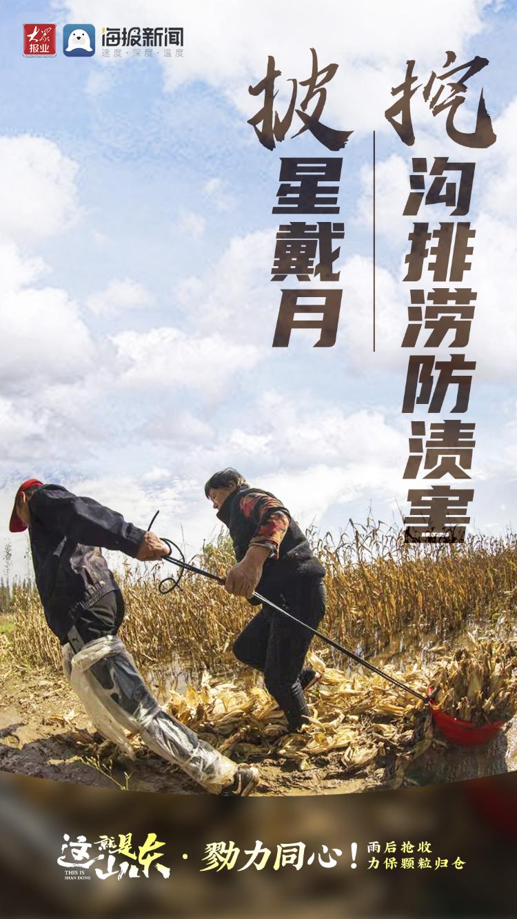 这就是山东丨勠力同心！雨后抢收力保颗粒归仓
