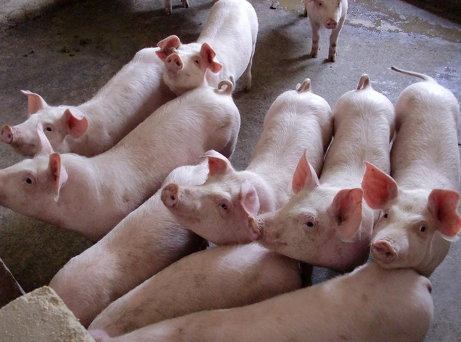 抓回来的小猪怎么养长得好记得收藏