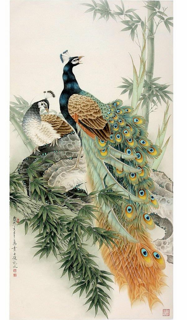 高贵,冷艳的白孔雀