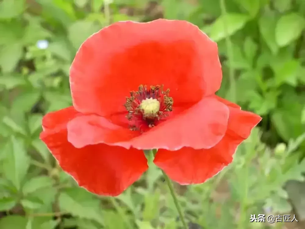 万紫千红的百花汇（百花汇中富含诗意的花）