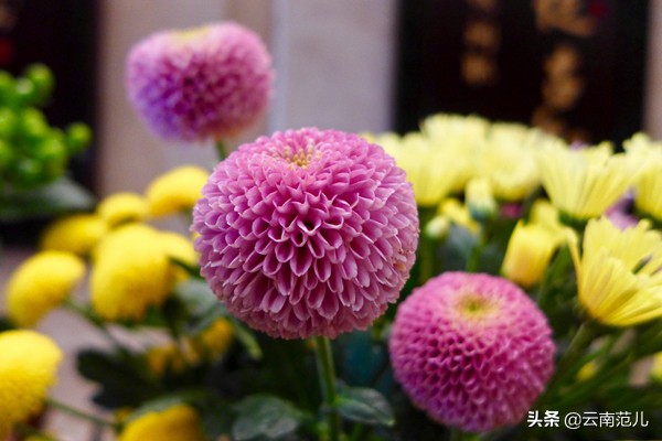 有一种日子叫花：当鲜花深入云南人的骨髓