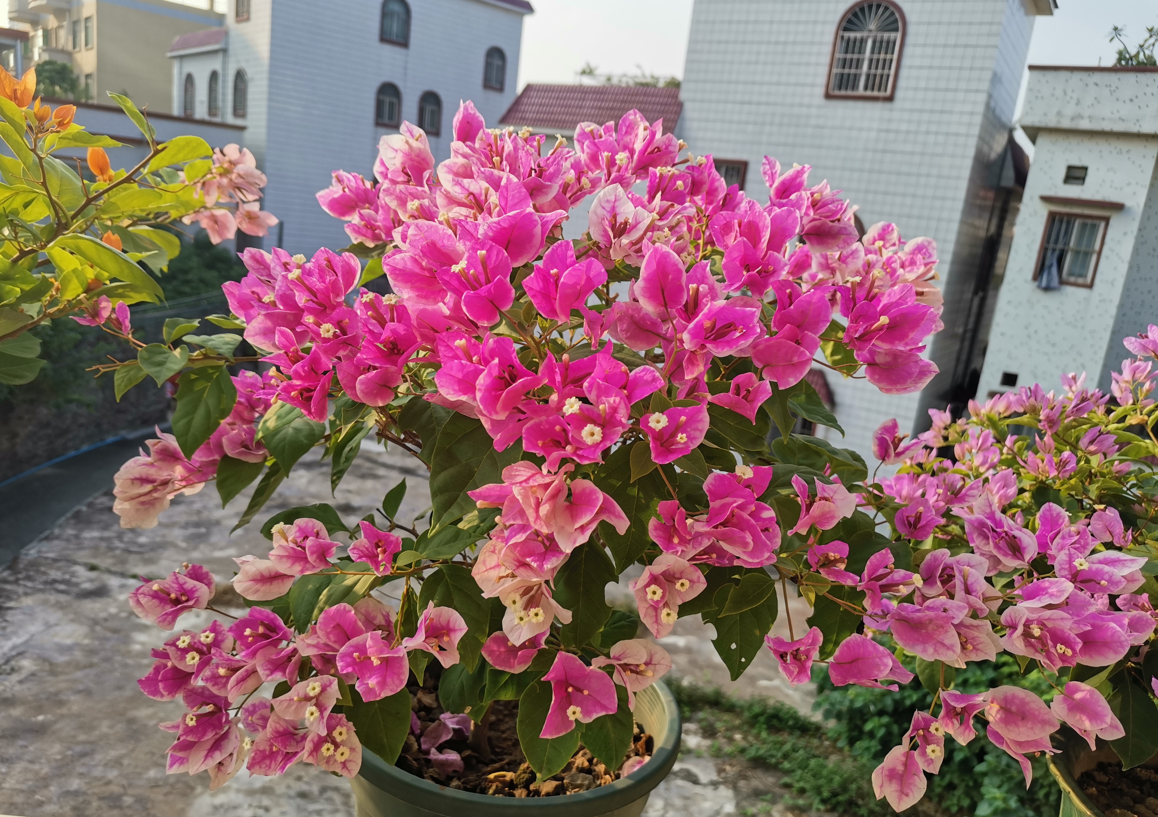 红芯樱花三角梅怎么养比较好图文