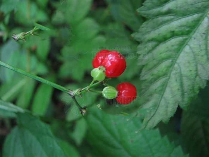 龙眼独活,见过吗?能祛风除湿;活血消肿
