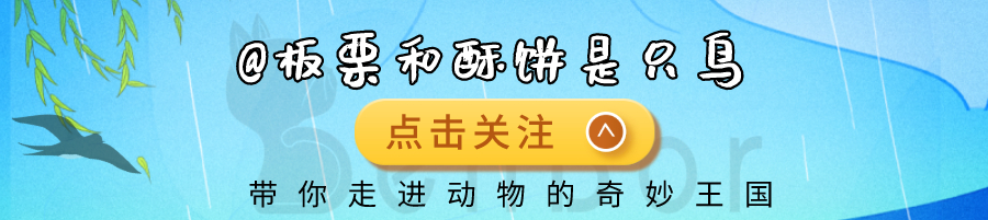 一物降一物：眼镜蛇的毒老虎都扛不住，见了蛇獴却瑟瑟发抖只想逃