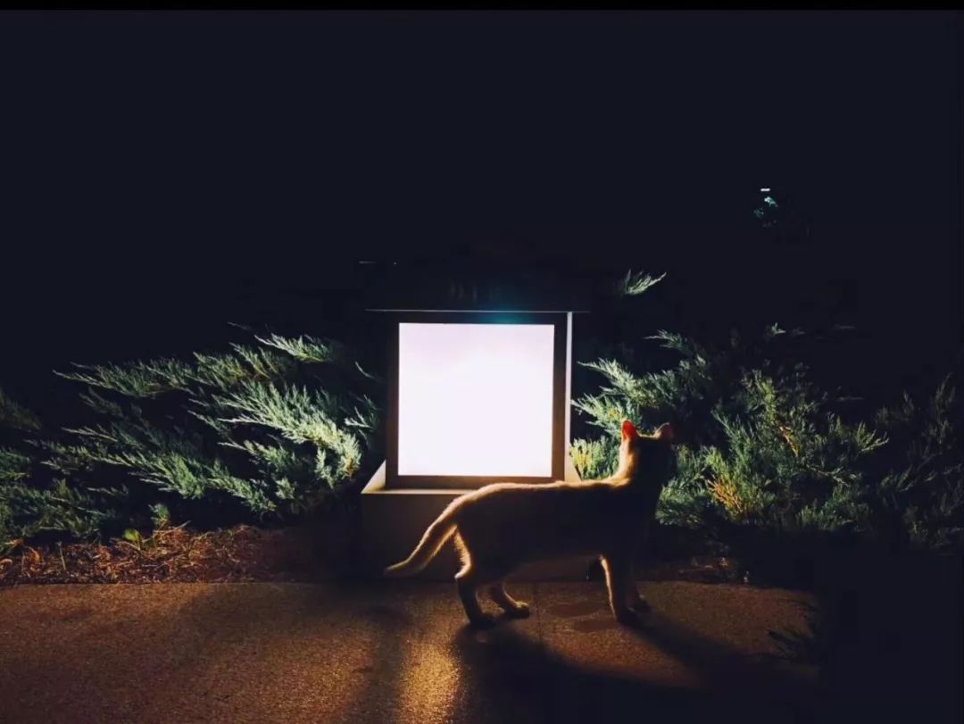 神奇动物在哪里？这些大工校园里的神奇动物你们见过哪些呢？