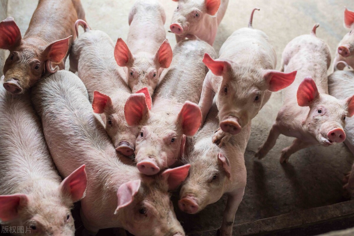 全国生猪价格涨跌表｜2021年10月19日，猪价终于涨至成本价