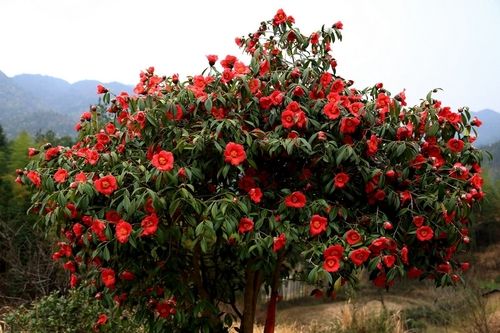 红花油茶是什么（种植红花油茶的技术要点）