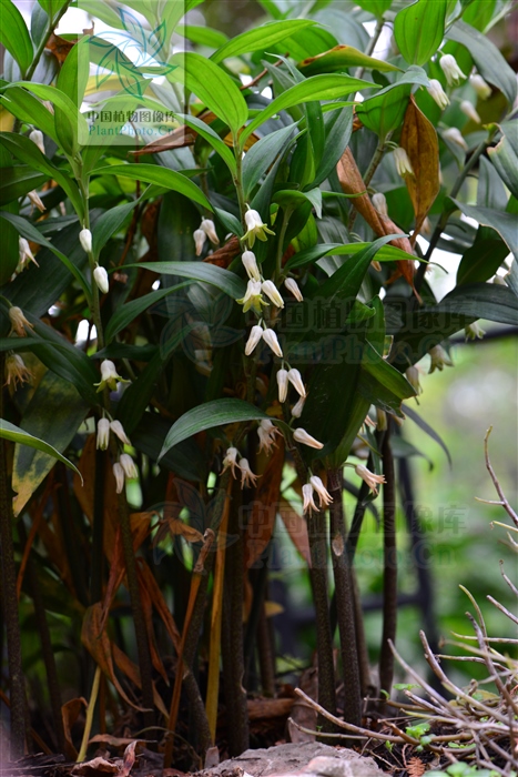 黄脚鸡,见过吗?能益气健脾,养阴润肺,活血舒筋