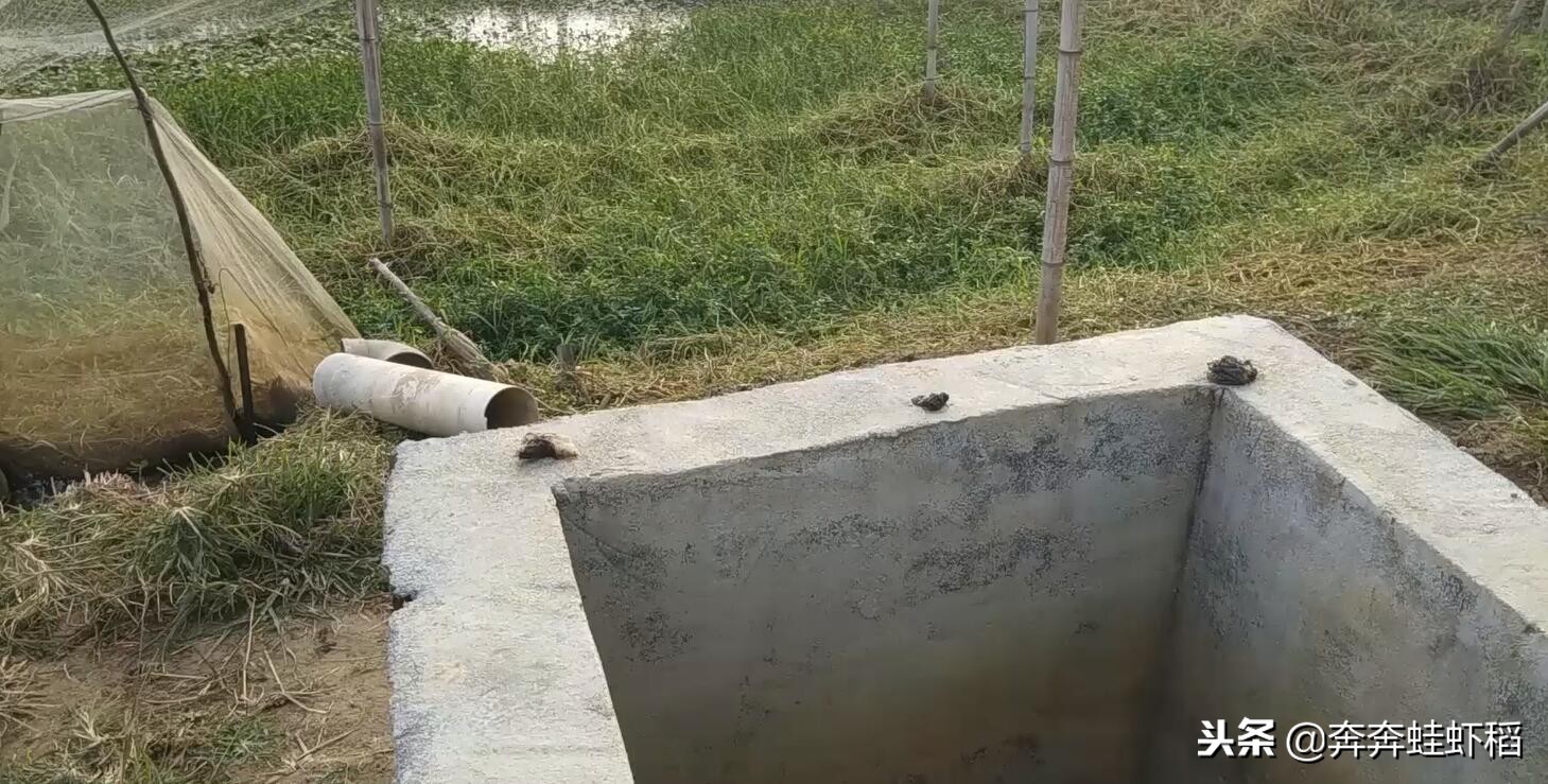 青蛙養殖成本,青蛙養殖一畝要多少錢