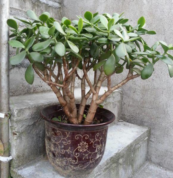 养盆金枝玉叶,剪两刀捆一下,自己长成"大树桩"!
