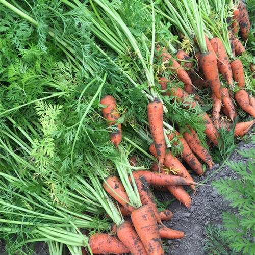 卖蔬菜月入万元的3个诀窍，教你赚大钱