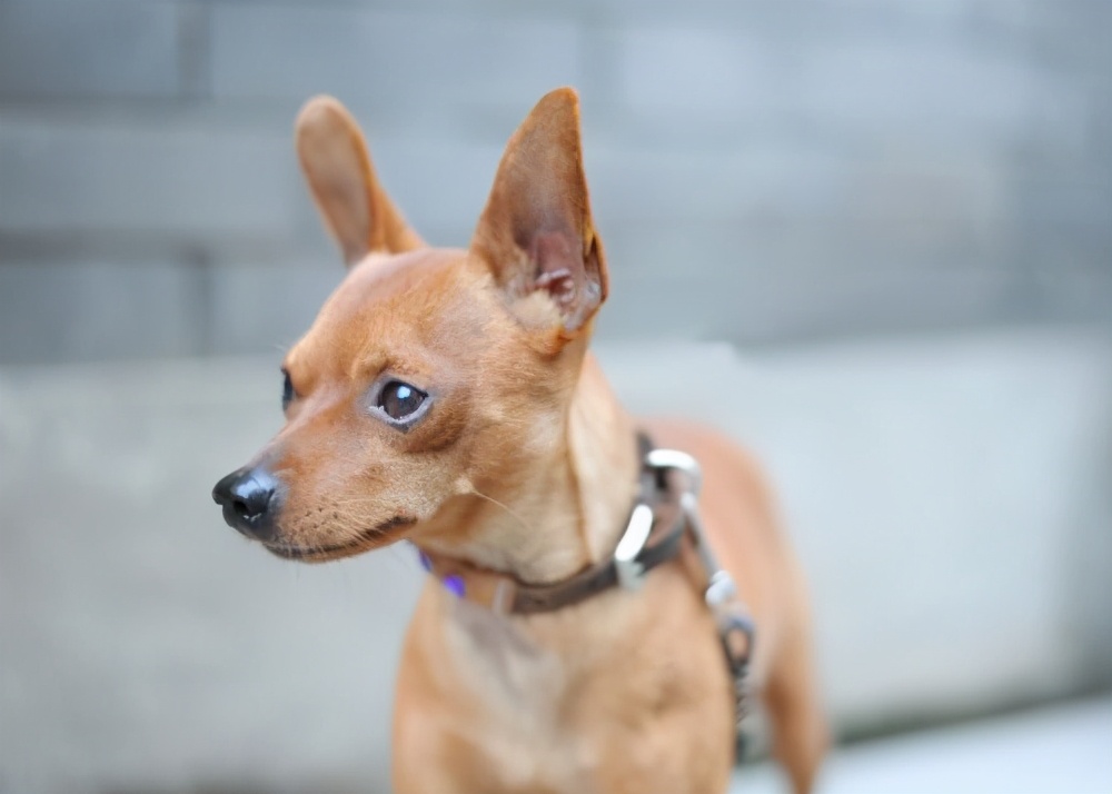 小鹿犬的优缺点,怎样使用正确的训练方法改掉小鹿犬的坏习惯?