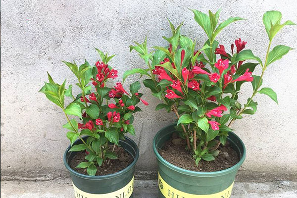 锦带花的养殖方法_锦带花冬天可以种在室外吗 - 成语词句网