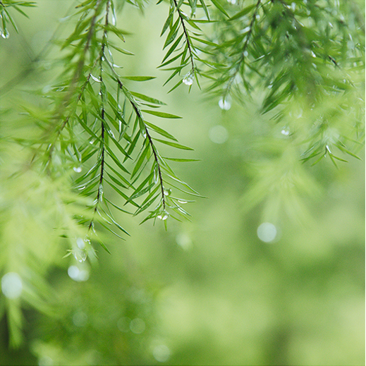 雨天做后期，还得绿一点