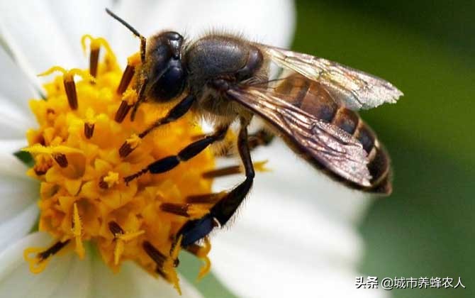 蜜蜂的种类:北黑蜂,中华蜜蜂,皖南中蜂,贵州纳雍中蜂等等